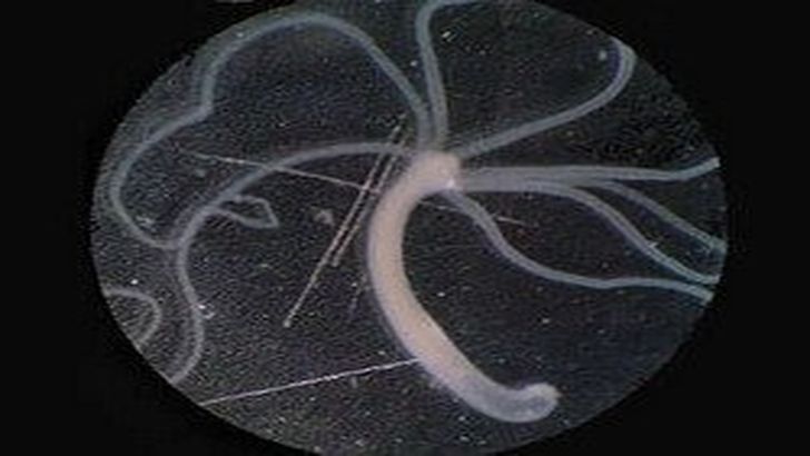 Kraken ссылка актуальная